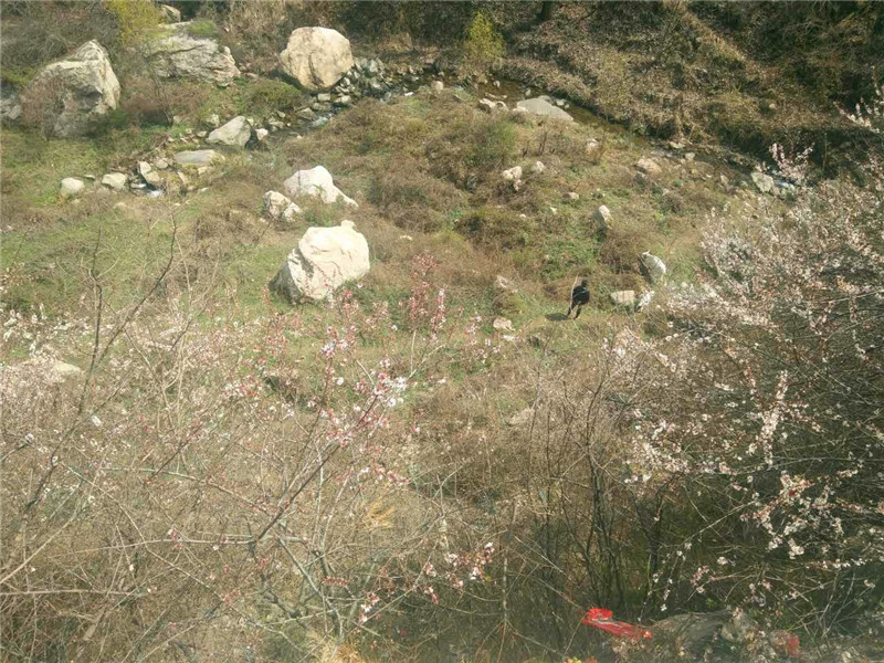 1490580906826291.jpg 98206459733589951.jpg