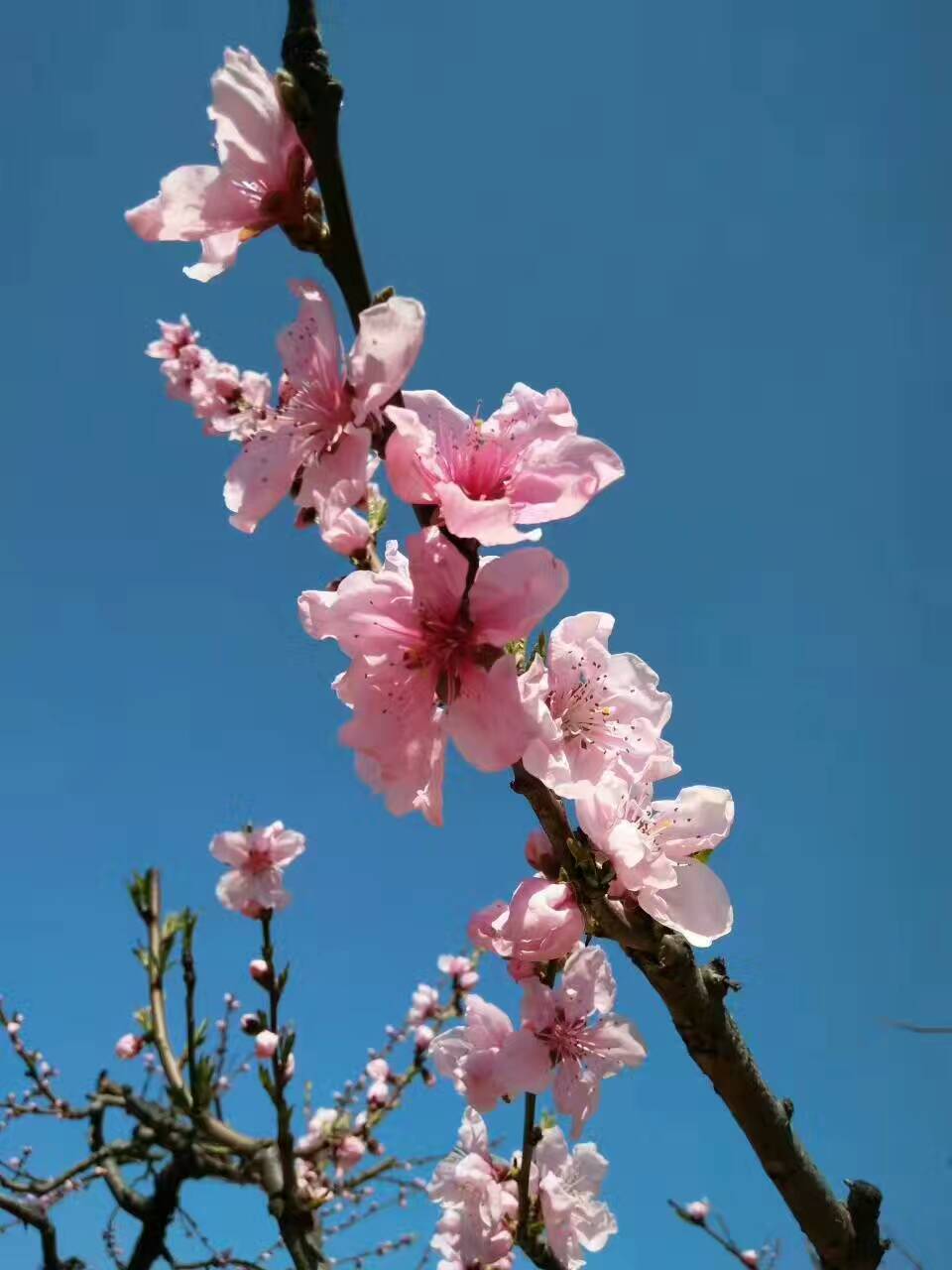 1491566731316885.jpg 489861555872076278.jpg