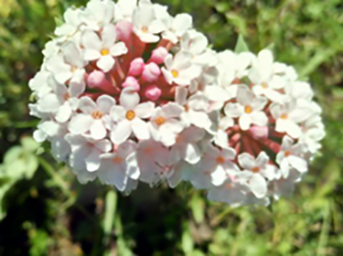 1500704102453532.png 图片10.png