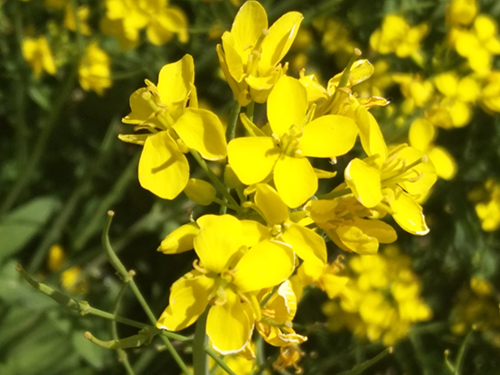 1500705020363479.png 图片33.png